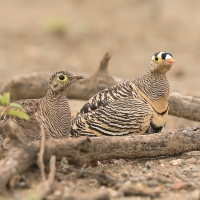Stepówka prążkowana - Pterocles lichtensteinii - Lichtenstein's Sandgrouse