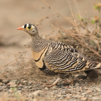 Stepówka prążkowana - Pterocles lichtensteinii - Lichtenstein's Sandgrouse
