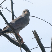 Jastrzębiak ciemny - Melierax metabates - Dark Chanting Goshawk