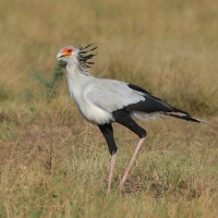 Sekretarz - Sagittarius serpentarius - Secretary-bird