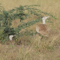 Drop arabski - Ardeotis arabs - Arabian Bustard
