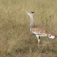 Drop arabski - Ardeotis arabs - Arabian Bustard