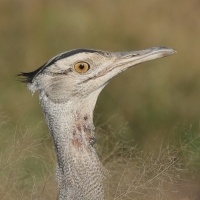 Drop arabski - Ardeotis arabs - Arabian Bustard