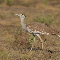 Drop arabski - Ardeotis arabs - Arabian Bustard