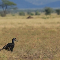 Dzioboróg abisyński - Bucorvus abyssinicus - Northern Ground Hornbill