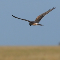 Błotniak stepowy - Circus macrourus - Pallid Harrier