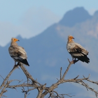 Ścierwnik - Neophron percnopterus - Egyptian Vulture