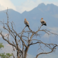 Ścierwnik - Neophron percnopterus - Egyptian Vulture
