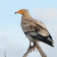 Ścierwnik - Neophron percnopterus - Egyptian Vulture