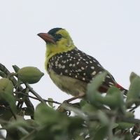 Brodal perełkowany - Trachyphonus margaritatus - Yellow-breasted Barbet
