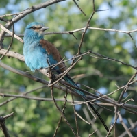 Kraska abisyńska - Coracias abyssinicus - Abyssinian Roller