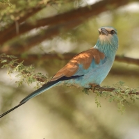 Kraska abisyńska - Coracias abyssinicus - Abyssinian Roller