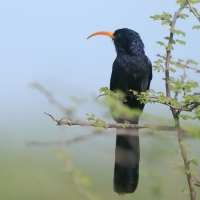 Czarnodudek czerwonodzioby - Rhinopomastus minor - Abyssinian Scimitarbill