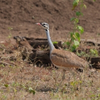 Dropik senegalski - Eupodotis senegalensis - White-bellied Bustard