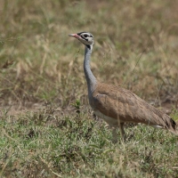Dropik senegalski - Eupodotis senegalensis - White-bellied Bustard