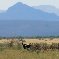 Struś szaroskóry - Sturio molybdophanes - Somali Ostrich