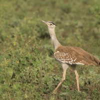 Drop arabski - Ardeotis arabs - Arabian Bustard