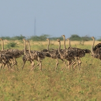 Struś szaroskóry - Sturio molybdophanes - Somali Ostrich