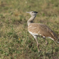 Drop arabski - Ardeotis arabs - Arabian Bustard