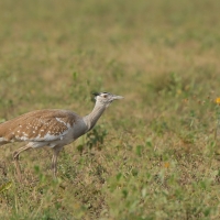 Drop arabski - Ardeotis arabs - Arabian Bustard
