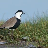 Czajka szponiasta - Vanellus spinosus - Spur-winged Lapwing