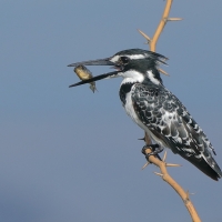 Rybaczek srokaty - Ceryle rudis - Pied Kingfisher