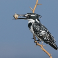 Rybaczek srokaty - Ceryle rudis - Pied Kingfisher