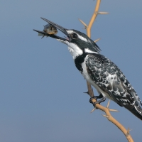Rybaczek srokaty - Ceryle rudis - Pied Kingfisher