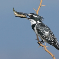 Rybaczek srokaty - Ceryle rudis - Pied Kingfisher