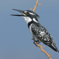 Rybaczek srokaty - Ceryle rudis - Pied Kingfisher