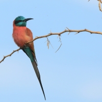 Żołna szkarłatna - Merops nubicus - Northern Carmine Bee-eater