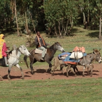 Konie czasami są dosiadane wierzchem.