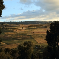 Pola uprawne.