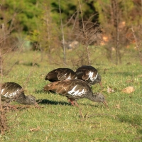 Ibis koralikowy - Bostrychia carunculata - Wattled Ibis