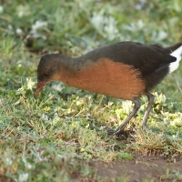 Rudowodnik - Rougetius rougetii - Rouget's Rail
