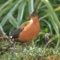 Rudowodnik - Rougetius rougetii - Rouget's Rail