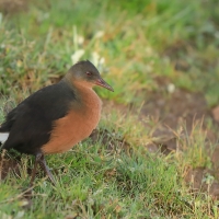 Rudowodnik - Rougetius rougetii - Rouget's Rail