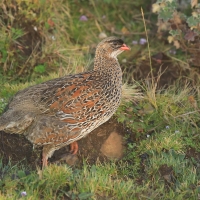 Szponiastonóg etiopski - Chestnut-naped Francolin