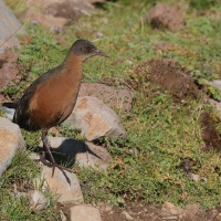 Rudowodnik - Rougetius rougetii - Rouget's Rail