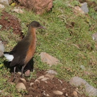 Rudowodnik - Rougetius rougetii - Rouget's Rail