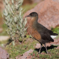 Rudowodnik - Rougetius rougetii - Rouget's Rail