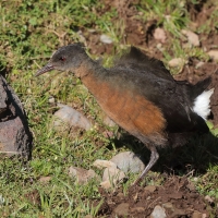 Rudowodnik - Rougetius rougetii - Rouget's Rail
