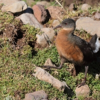 Rudowodnik - Rougetius rougetii - Rouget's Rail