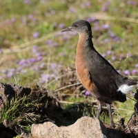 Rudowodnik - Rougetius rougetii - Rouget's Rail