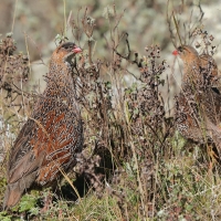 Szponiastonóg etiopski - Chestnut-naped Francolin