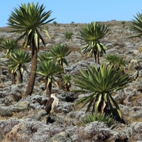 Endemiczne lobelie na płaskowyżu.