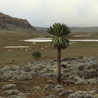 Endemiczne lobelie na płaskowyżu.