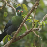 Turak białouchy - Tauraco leucotis - White-cheeked Turaco