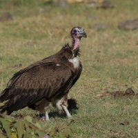 Sęp brunatny - Necrosyrtes monachus - Hooded Vulture