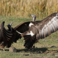 Sęp brunatny - Necrosyrtes monachus - Hooded Vulture